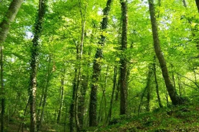 Breathing with trees